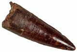 Fossil Spinosaurus Tooth - Real Dinosaur Tooth #350095-1